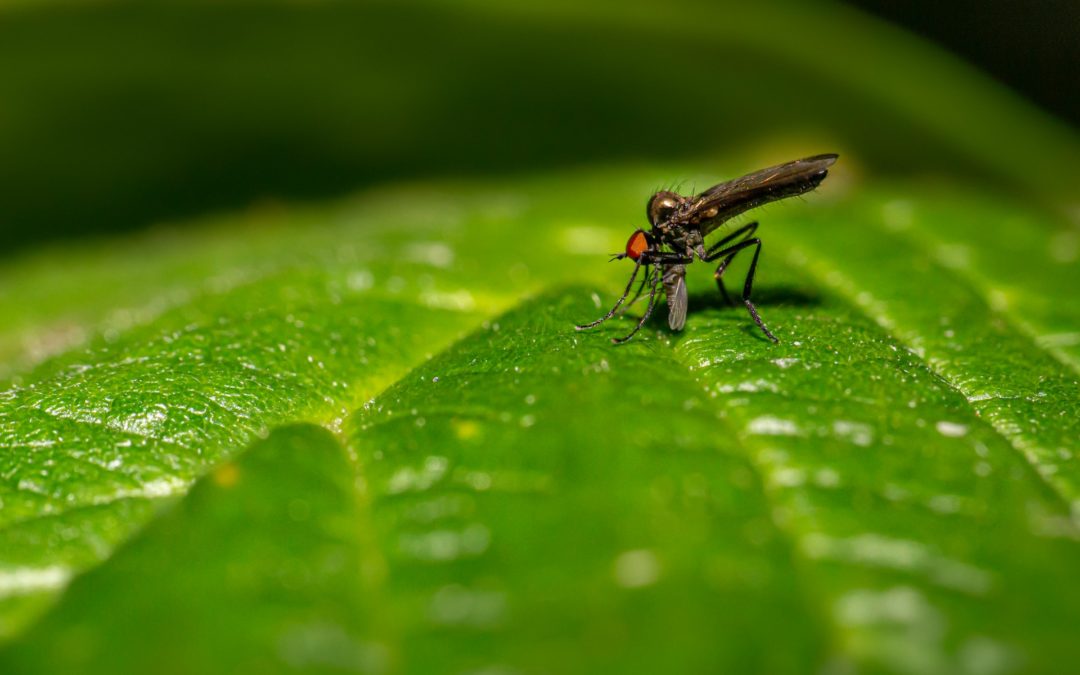 How to Keep Pests Away from Your Pond